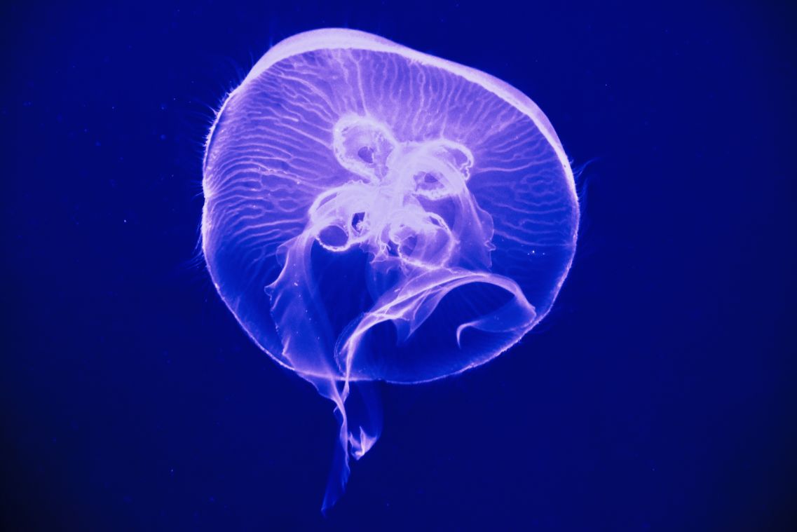 Bangkok Ocean World_2